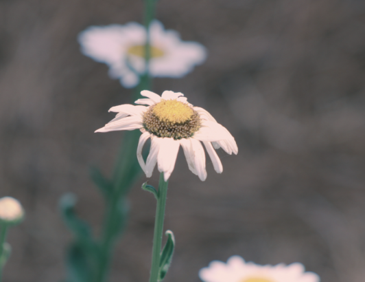 Close-up of white daisy wildflower with yellow center against soft blurred background, highlighting natural beauty and simplicity.