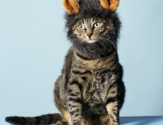Tabby cat wearing a lion mane costume against light blue background, representing confidence.